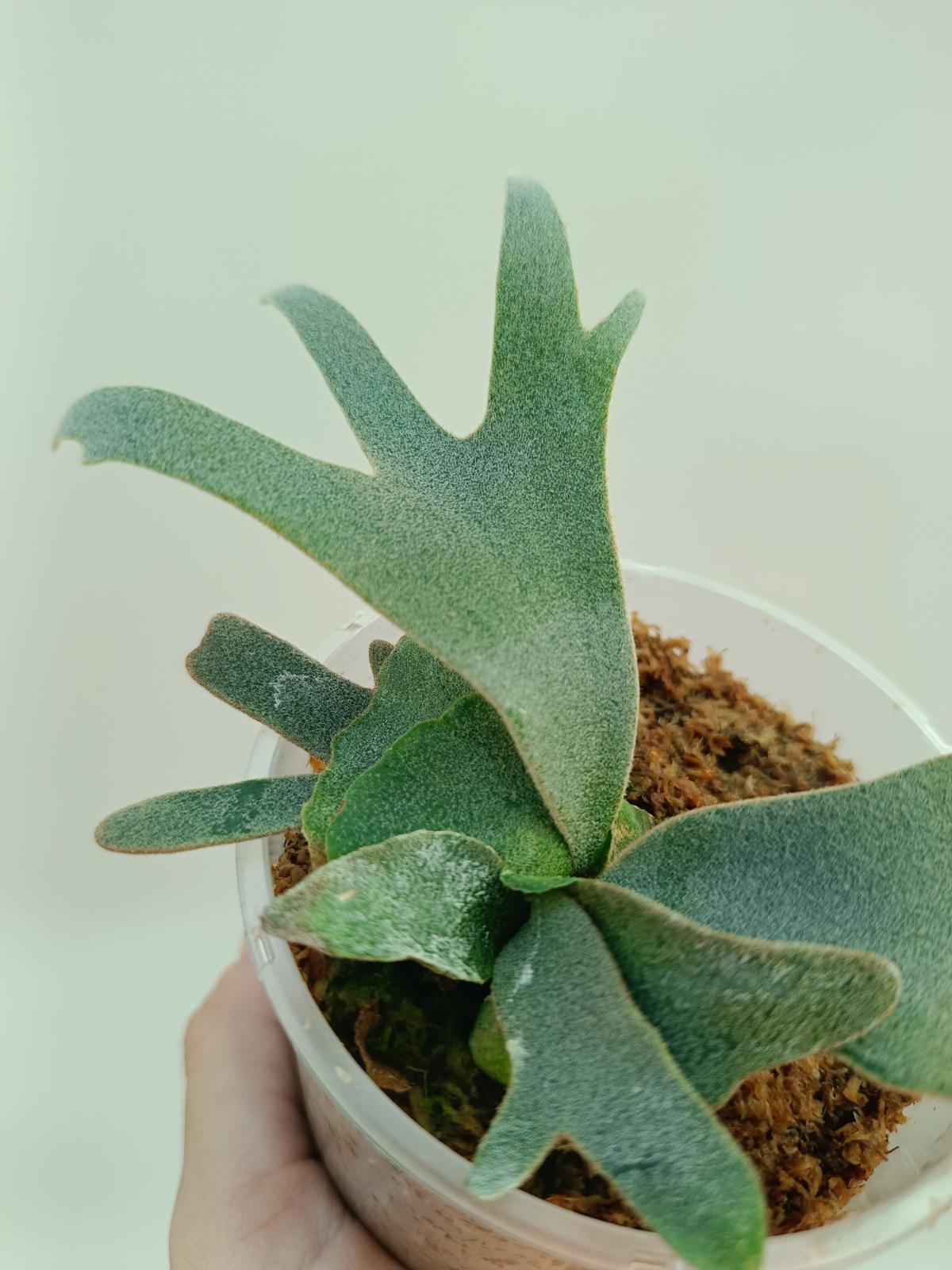 Platycerium Willinckii 'Bacteria'