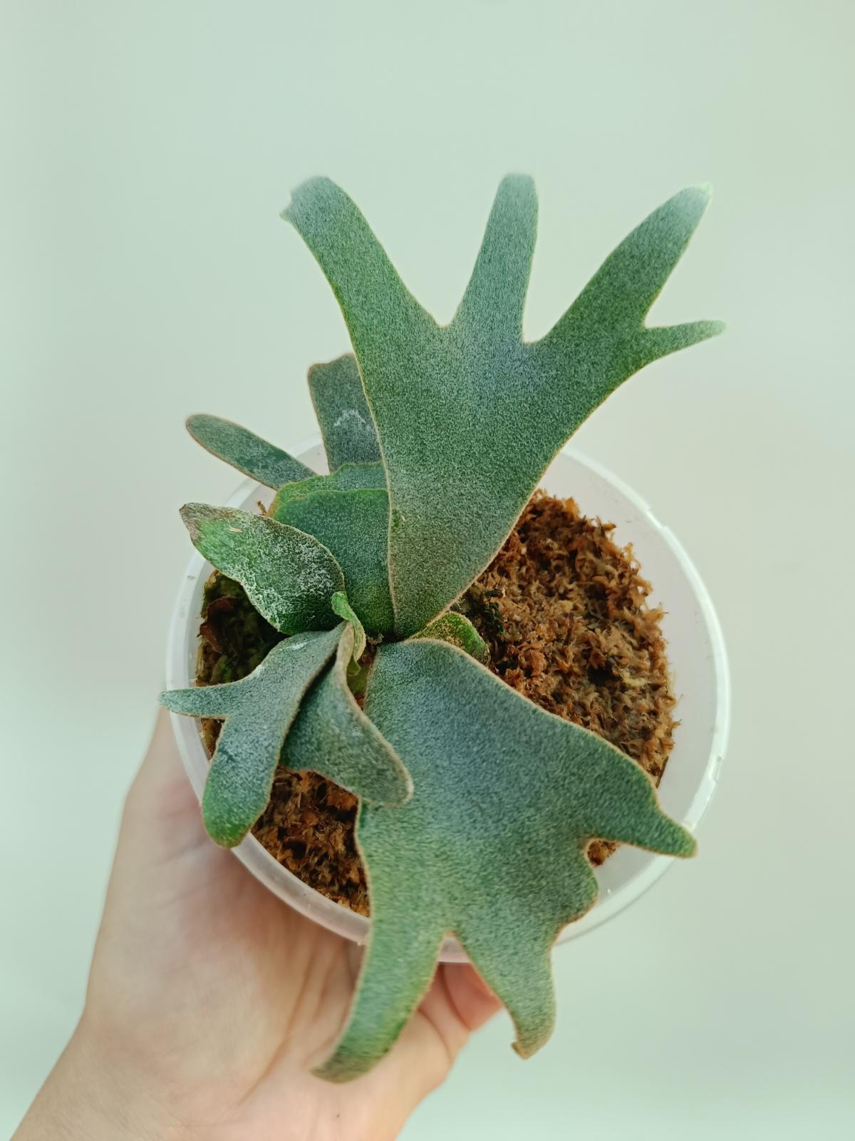 Platycerium Willinckii 'Bacteria'