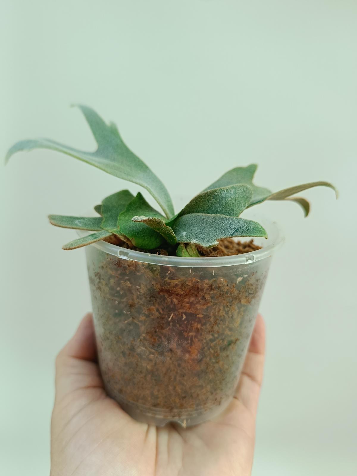 Platycerium Willinckii 'Bacteria'