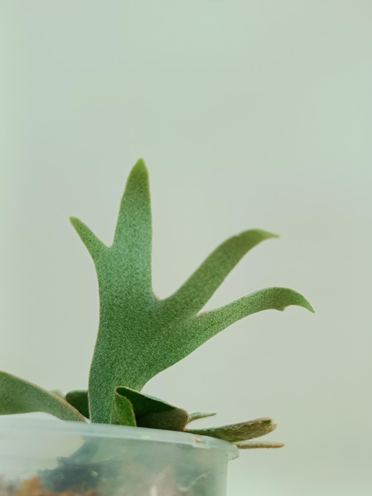 Platycerium Willinckii 'Bacteria'