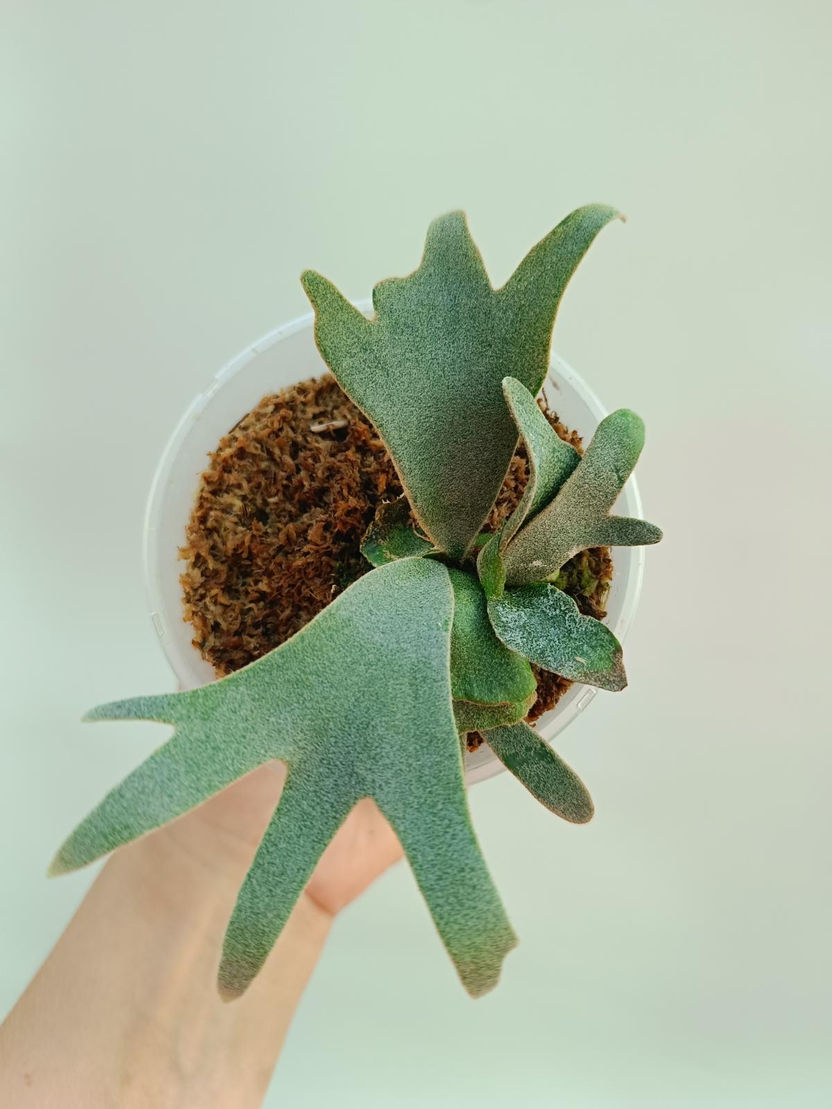 Platycerium Willinckii 'Bacteria'