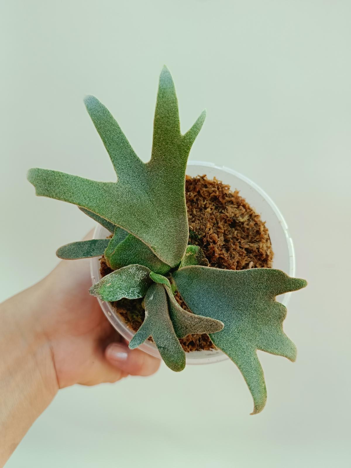 Platycerium Willinckii 'Bacteria'