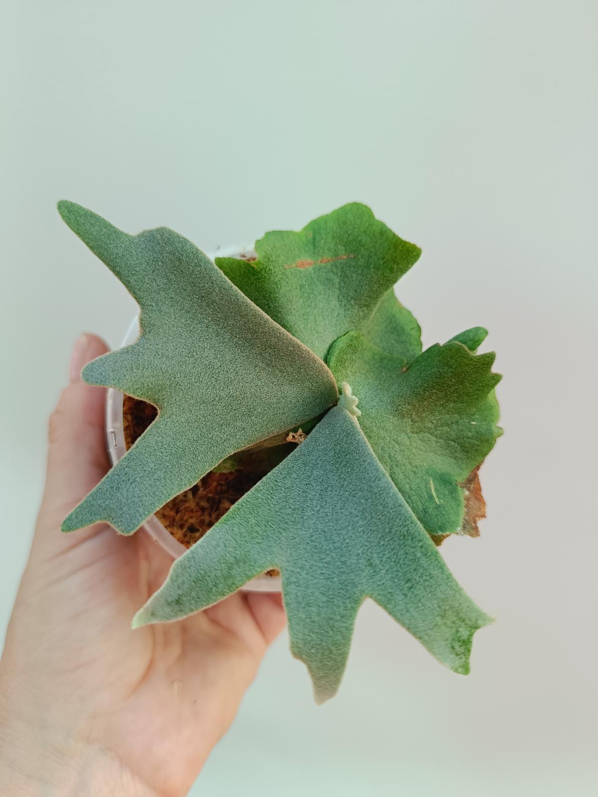 Platycerium willinckii 'Jade girl'