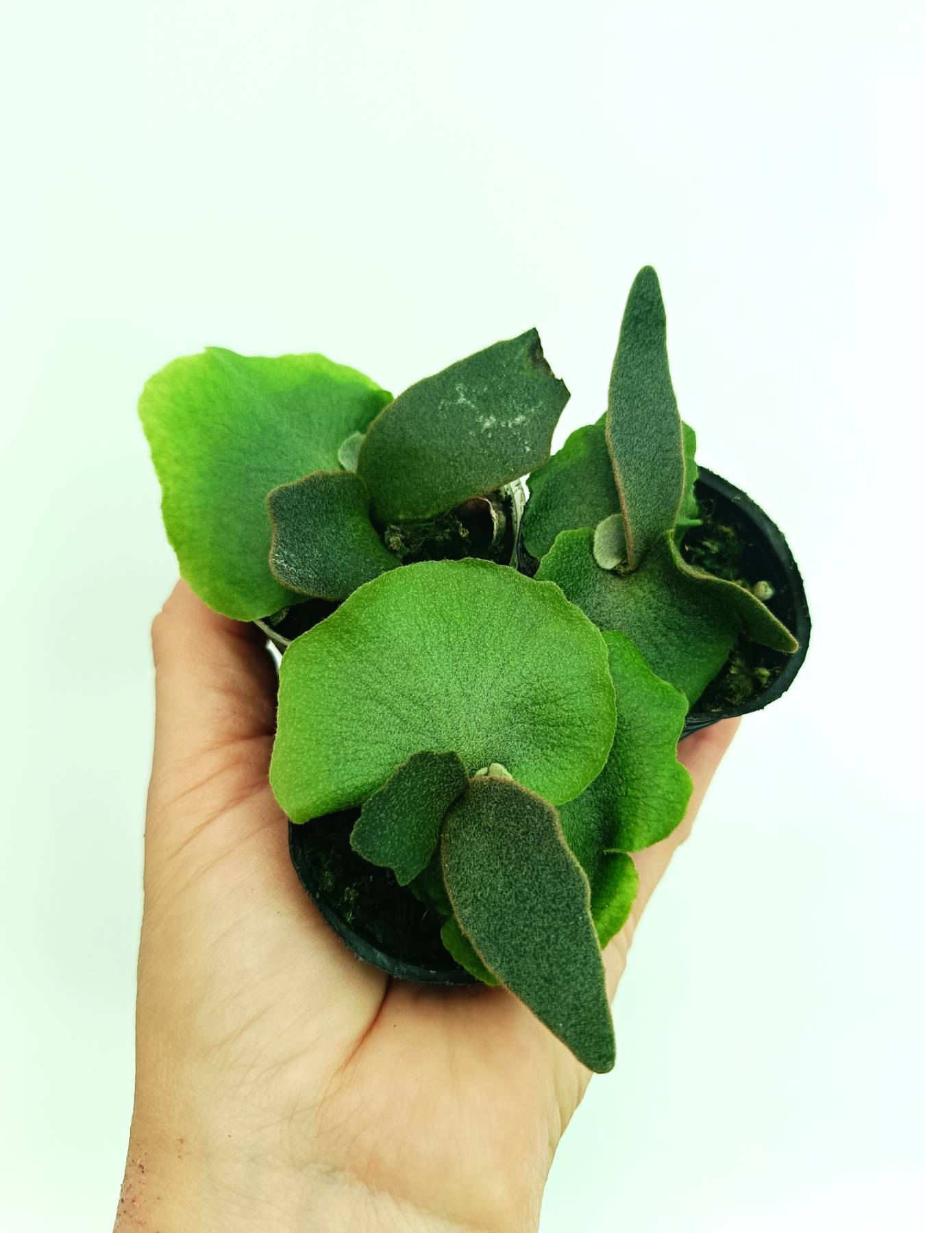 Platycerium willinckii Jenny