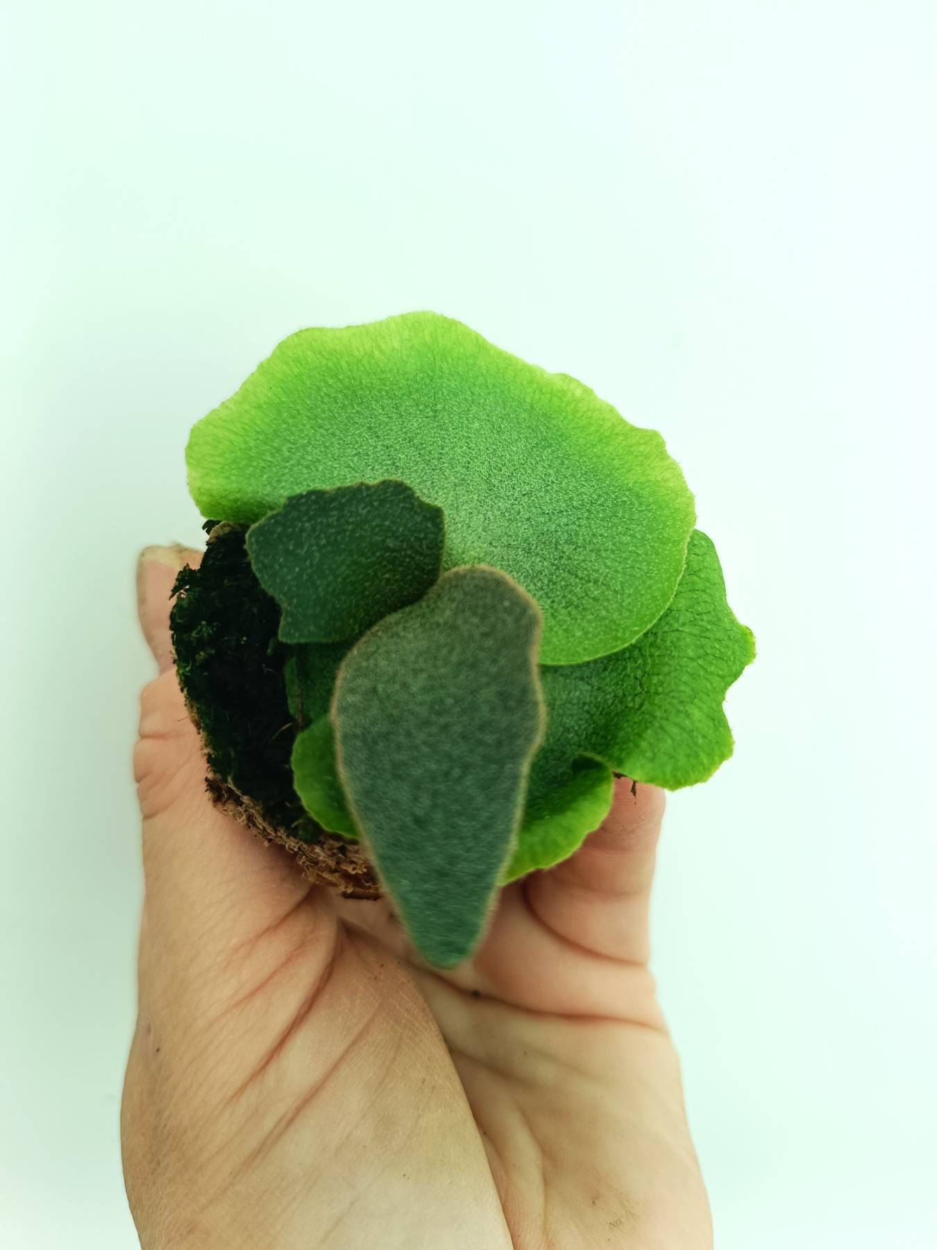 Platycerium willinckii Jenny