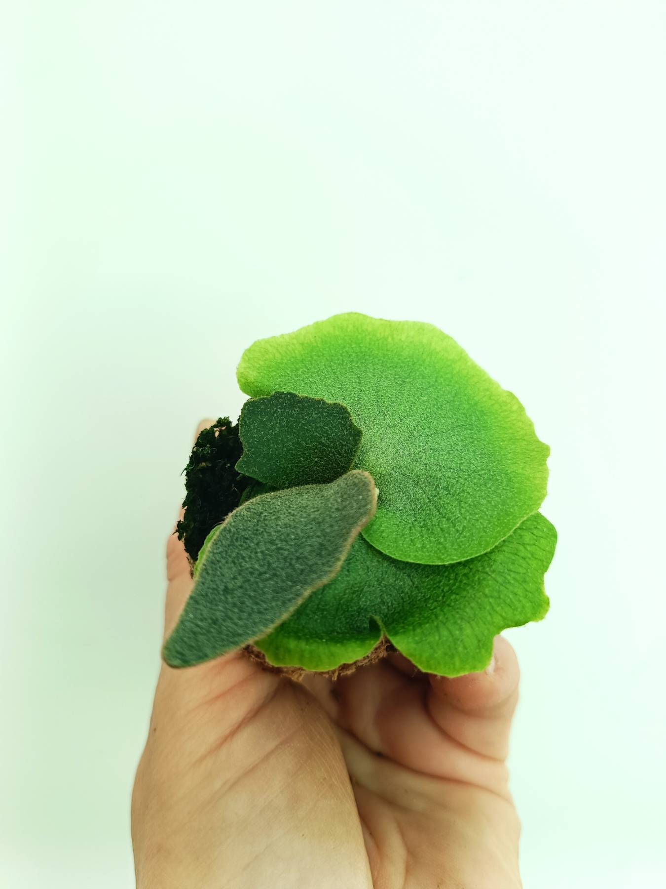 Platycerium willinckii Jenny