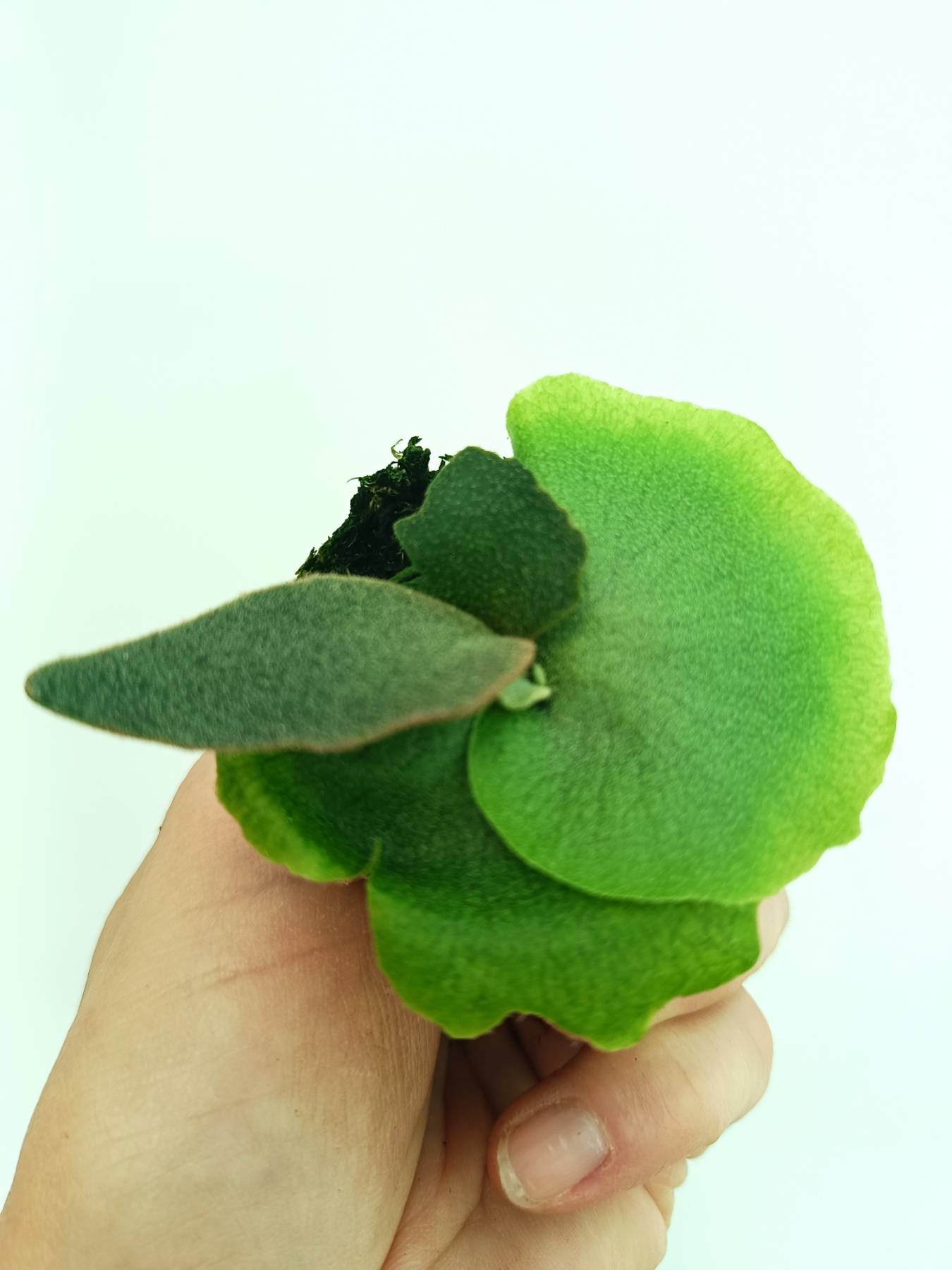 Platycerium willinckii 'Jenny'