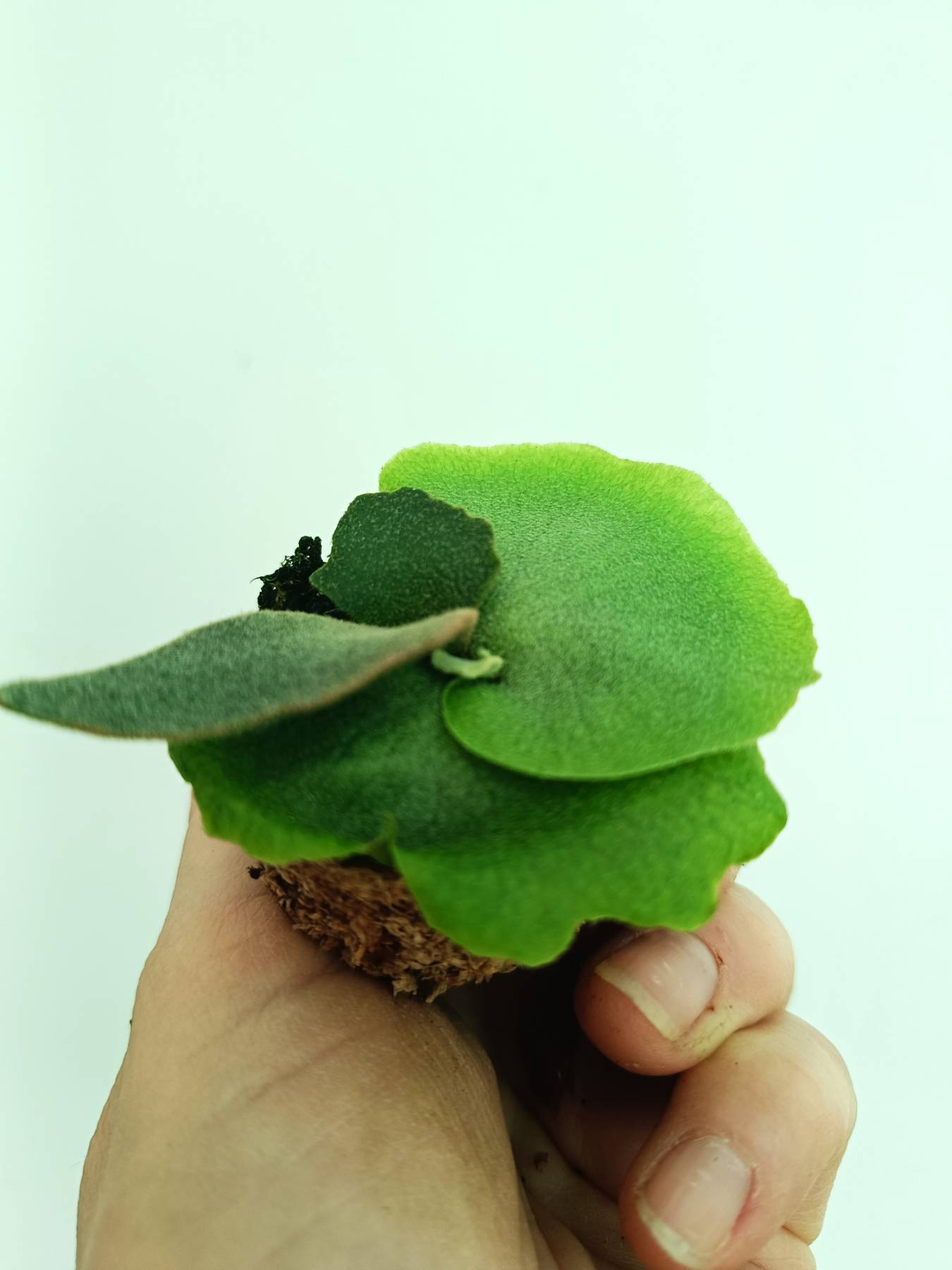 Platycerium willinckii Jenny