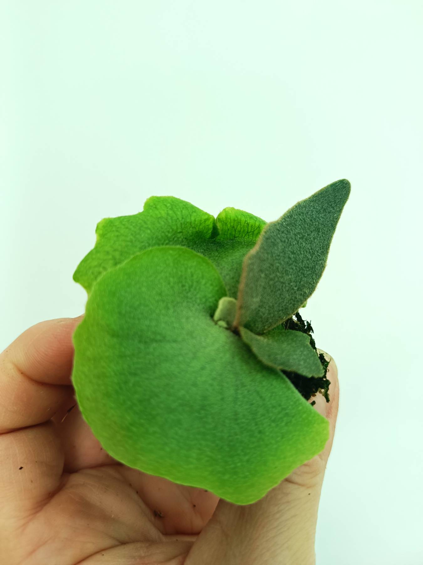 Platycerium willinckii Jenny