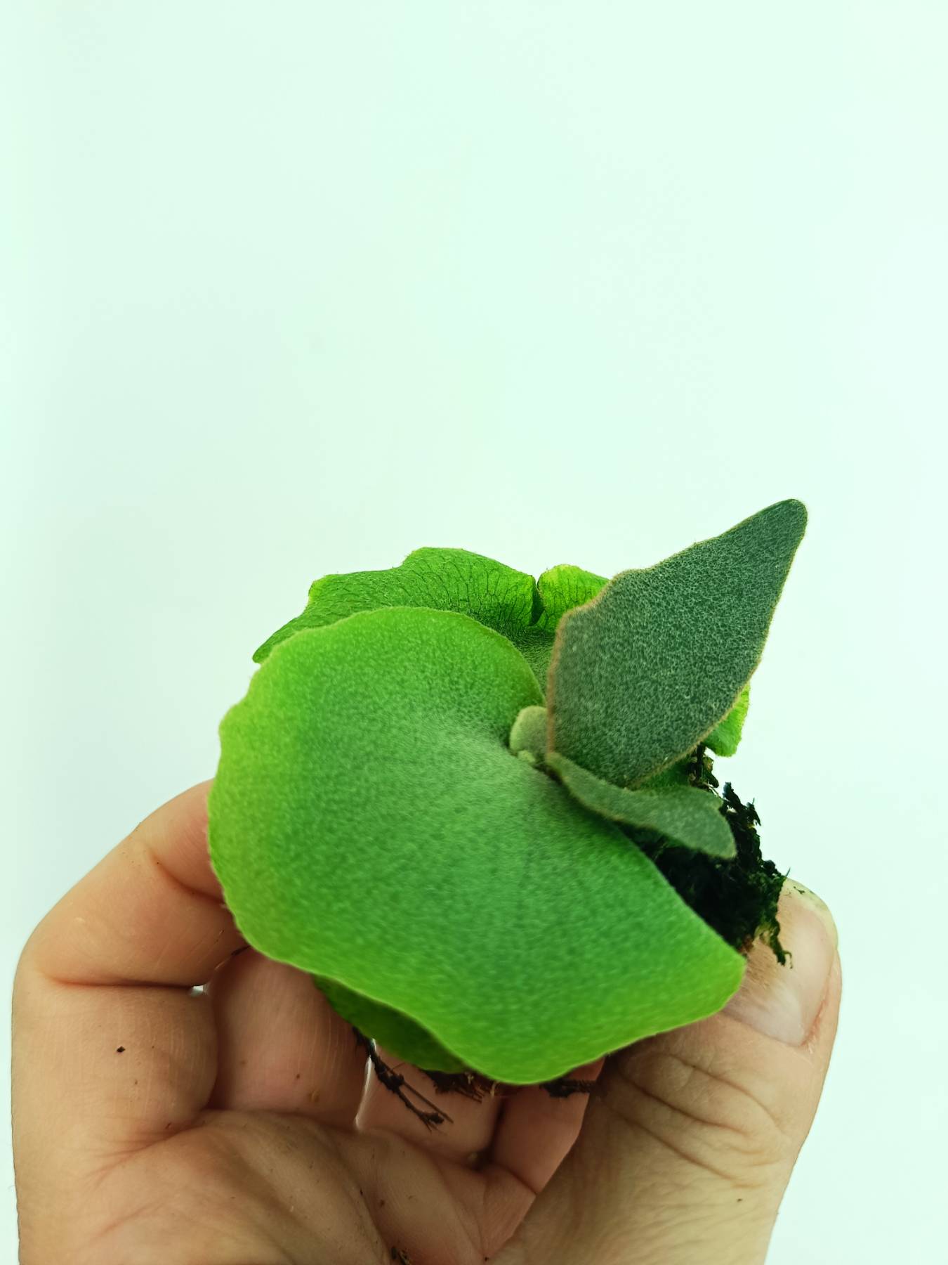 Platycerium willinckii Jenny