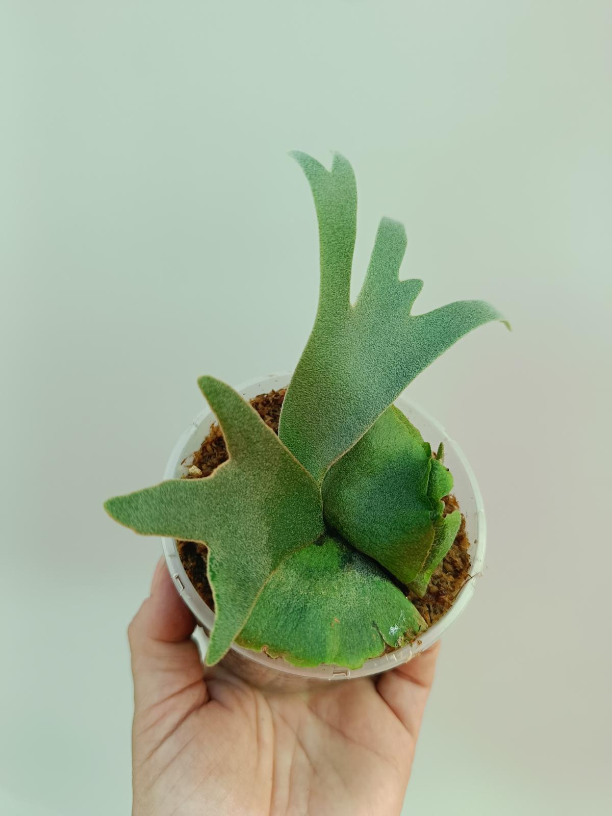 Platycerium willinckii 'OMG'