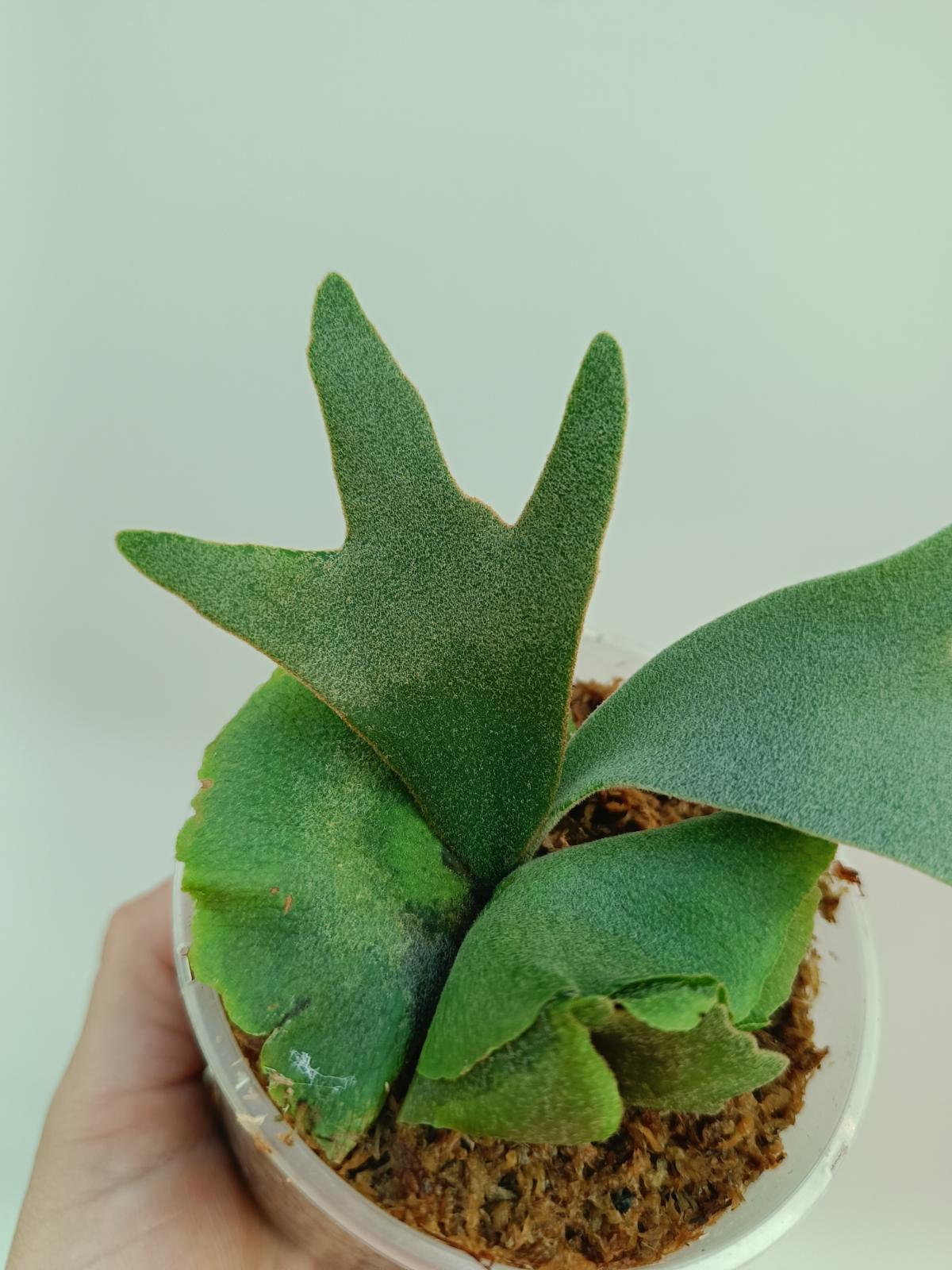 Platycerium willinckii 'OMG'