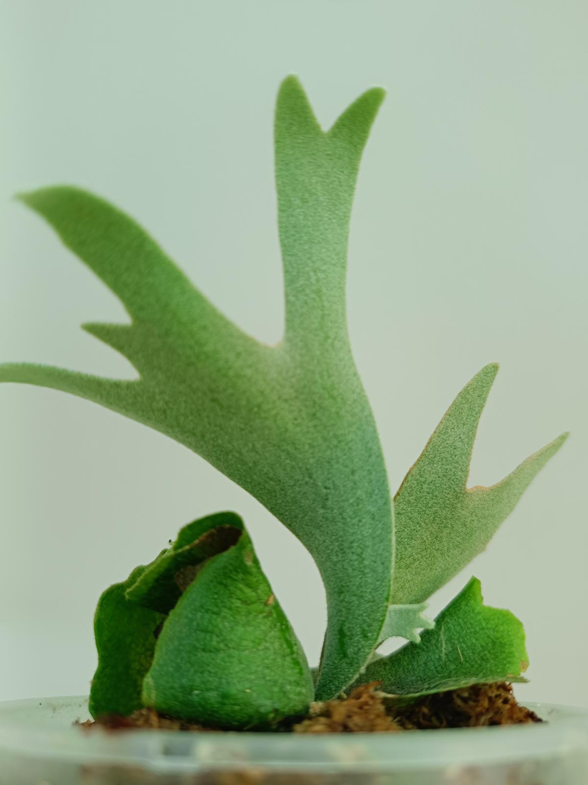 Platycerium willinckii 'OMG'