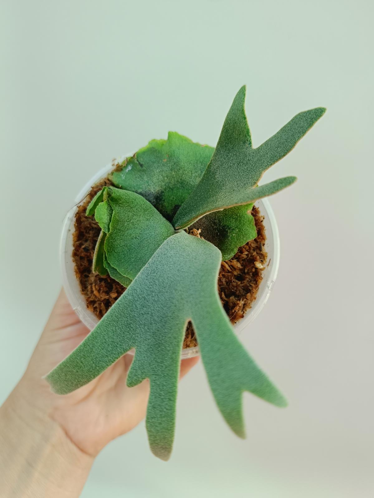 Platycerium willinckii 'OMG'