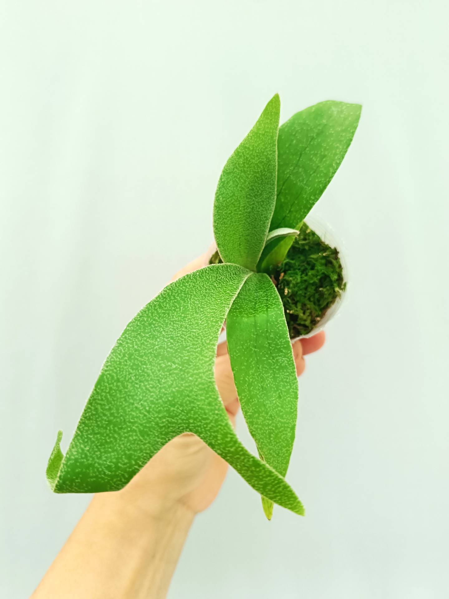 Platycerium Abigail (Rydeen x Veitchii High Finger)