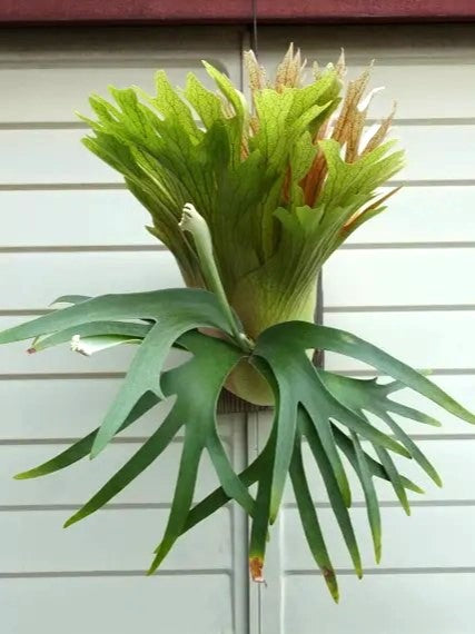 Platycerium SS Foong