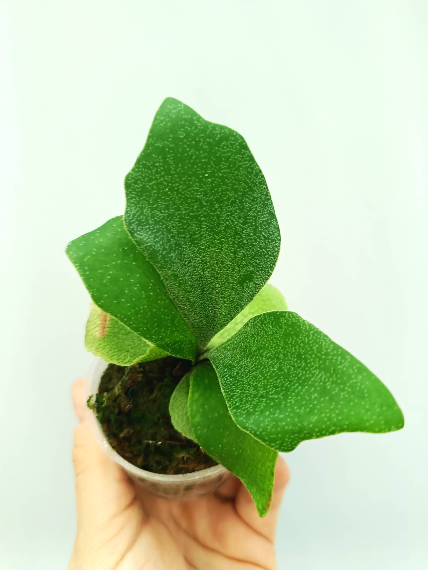 Platycerium Bifurcatum cv. 'Popcorn'