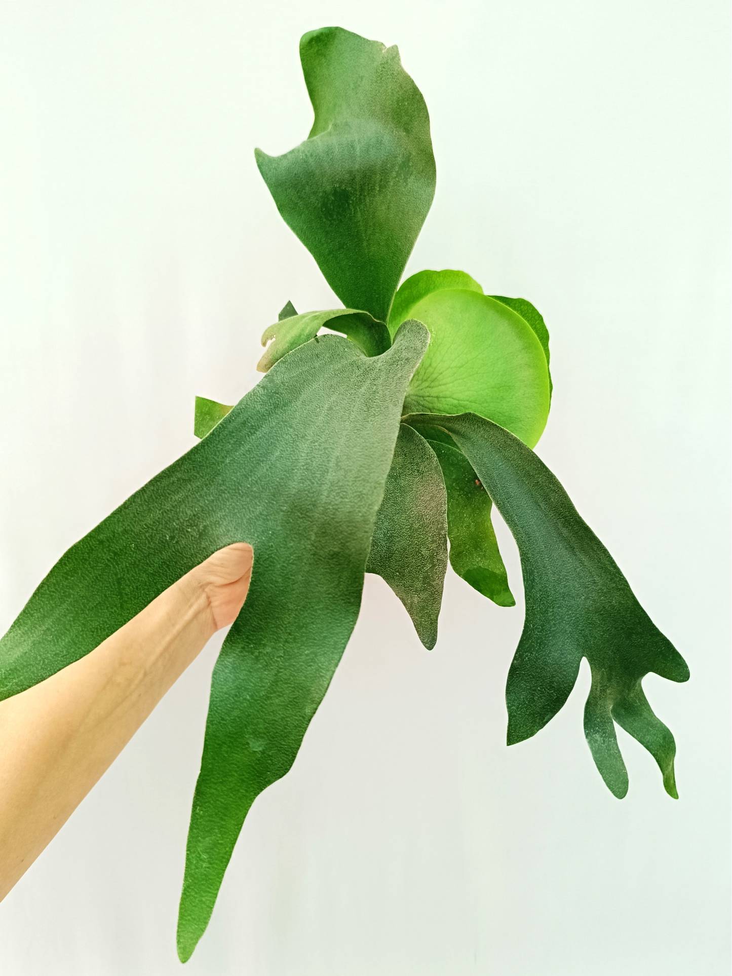 Platycerium FongSiQiQQ