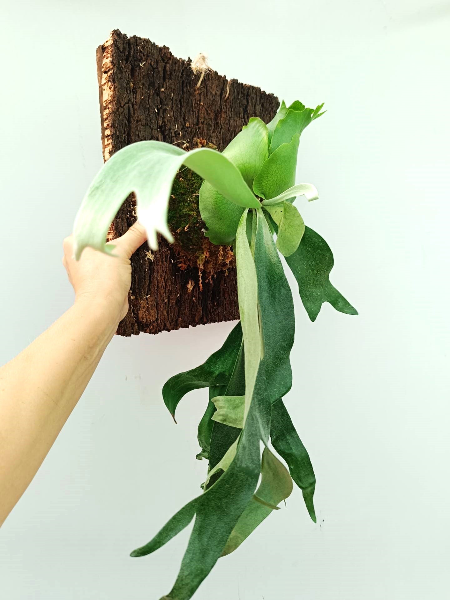 Platycerium FongSiQiQQ