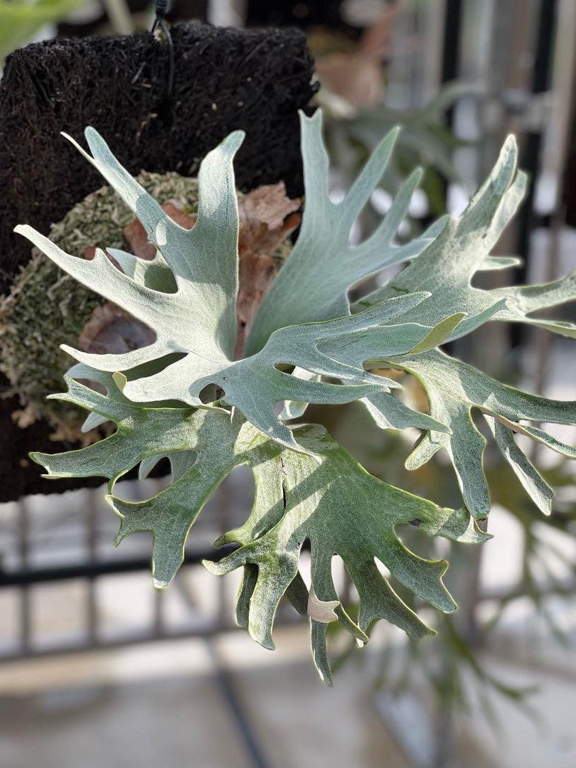 Platycerium Ginka | Welovetropicalplants