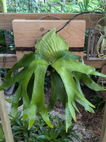 Platycerium Horn's Surprise | Welovetropicalplants