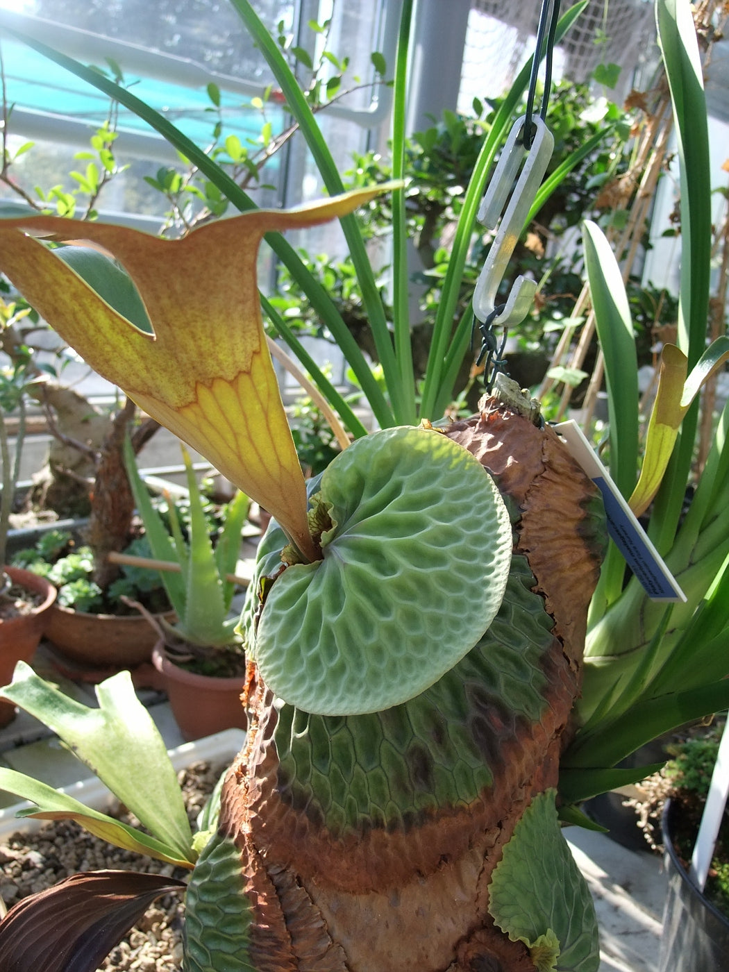 P. madagascariense x Ｐ.quadridichotomum ビカクシダ コウモリラン 子株付き Platycerium madagascariense