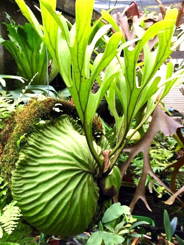 Platycerium Ridleyii | Welovetropicalplants