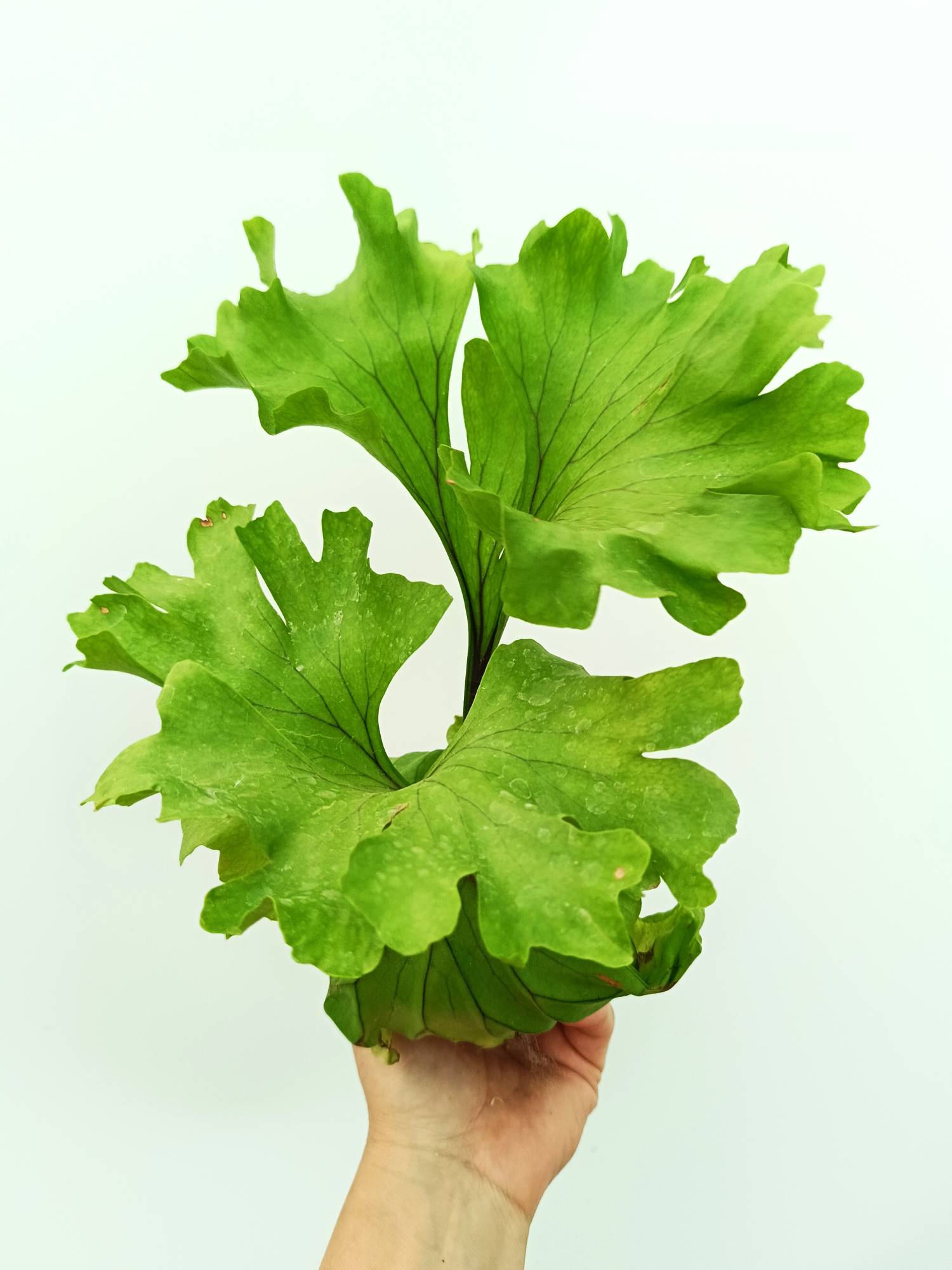 Platycerium ridleyi 'Monkey King'