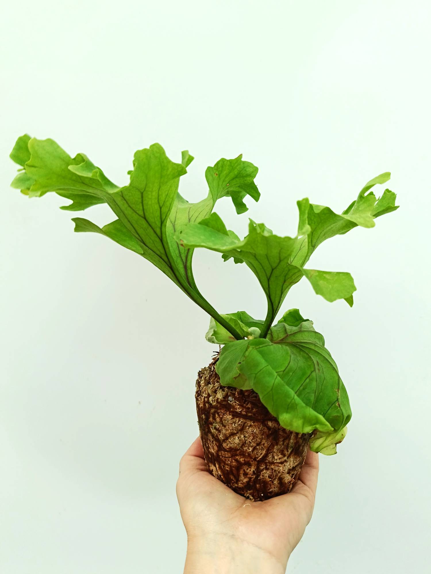 Platycerium ridleyi 'Monkey King'