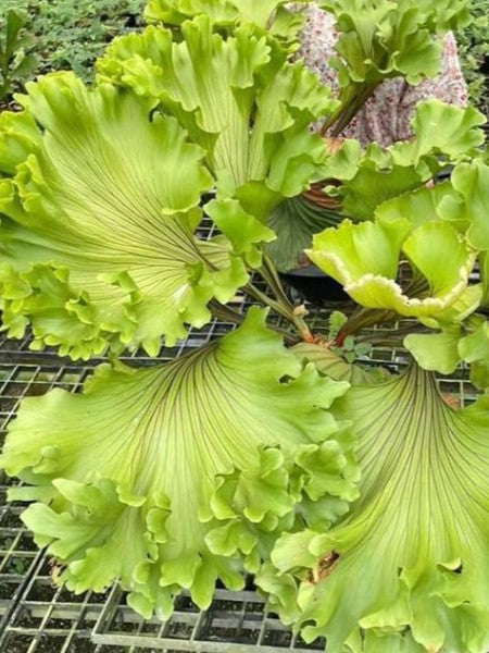 Platycerium Ridleyi 'Monkey King'