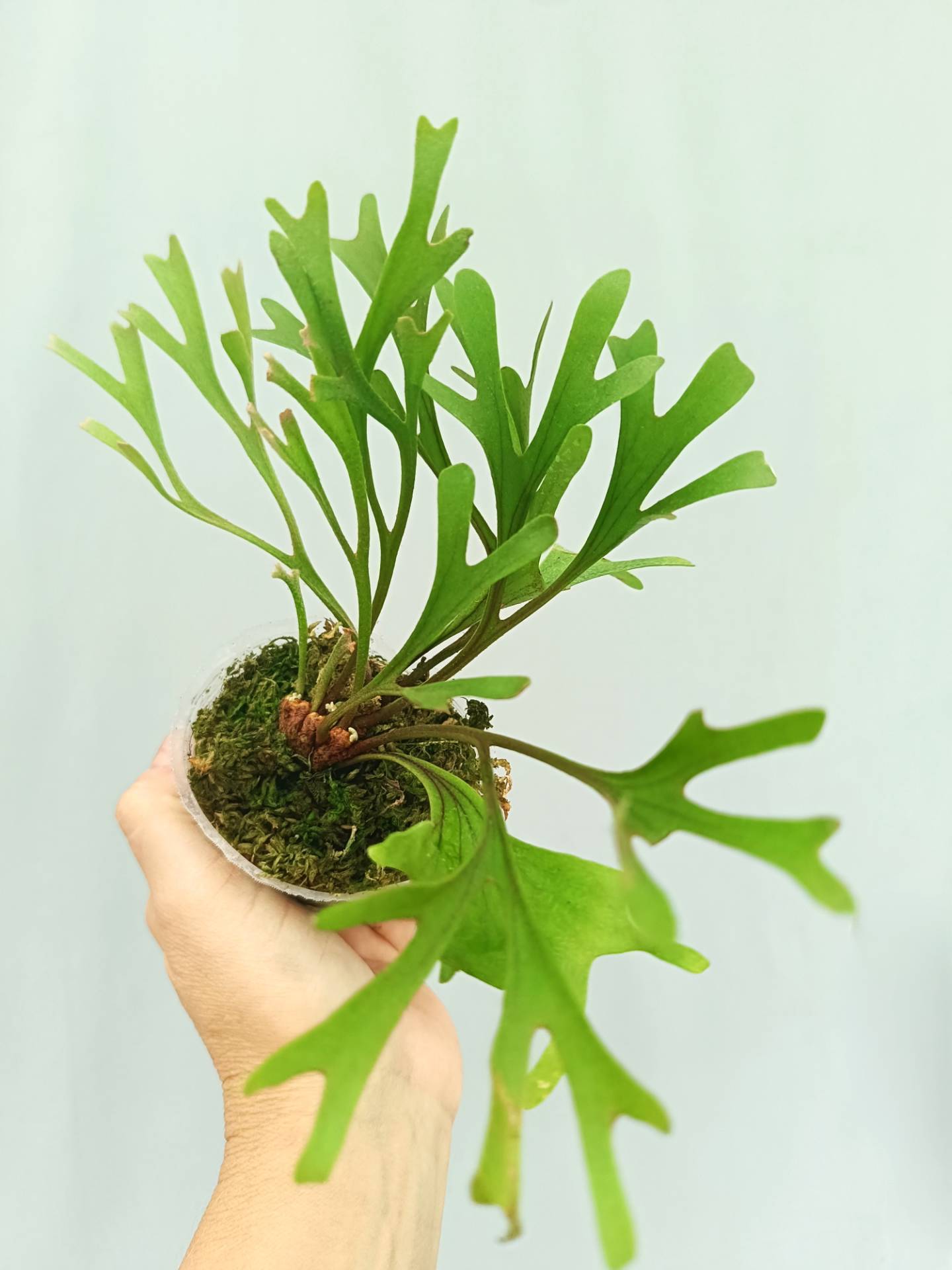 Platycerium Ridleyi Pakarang