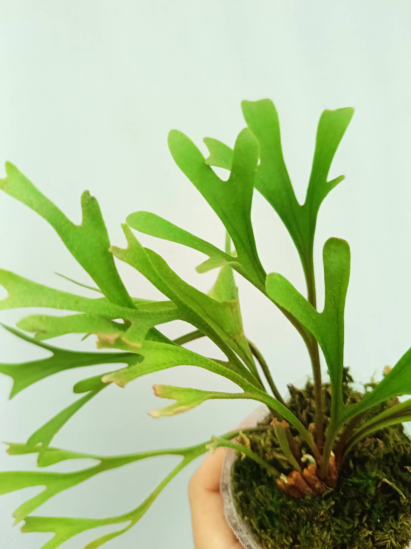 Platycerium Ridleyi Pakarang