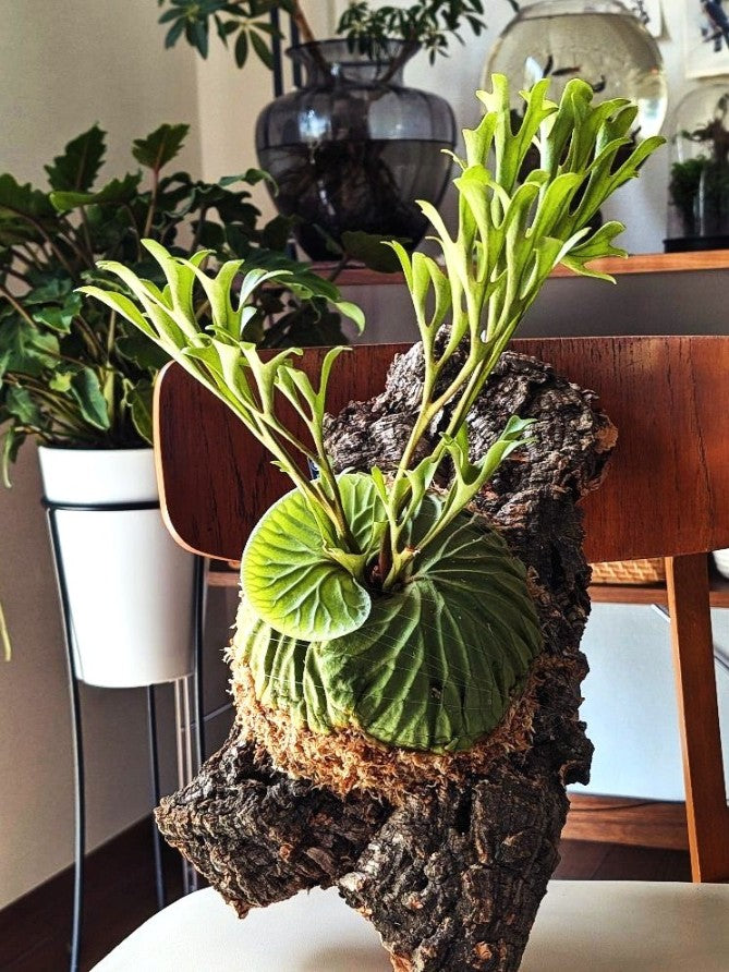 Platycerium Ridleyi var. Coral