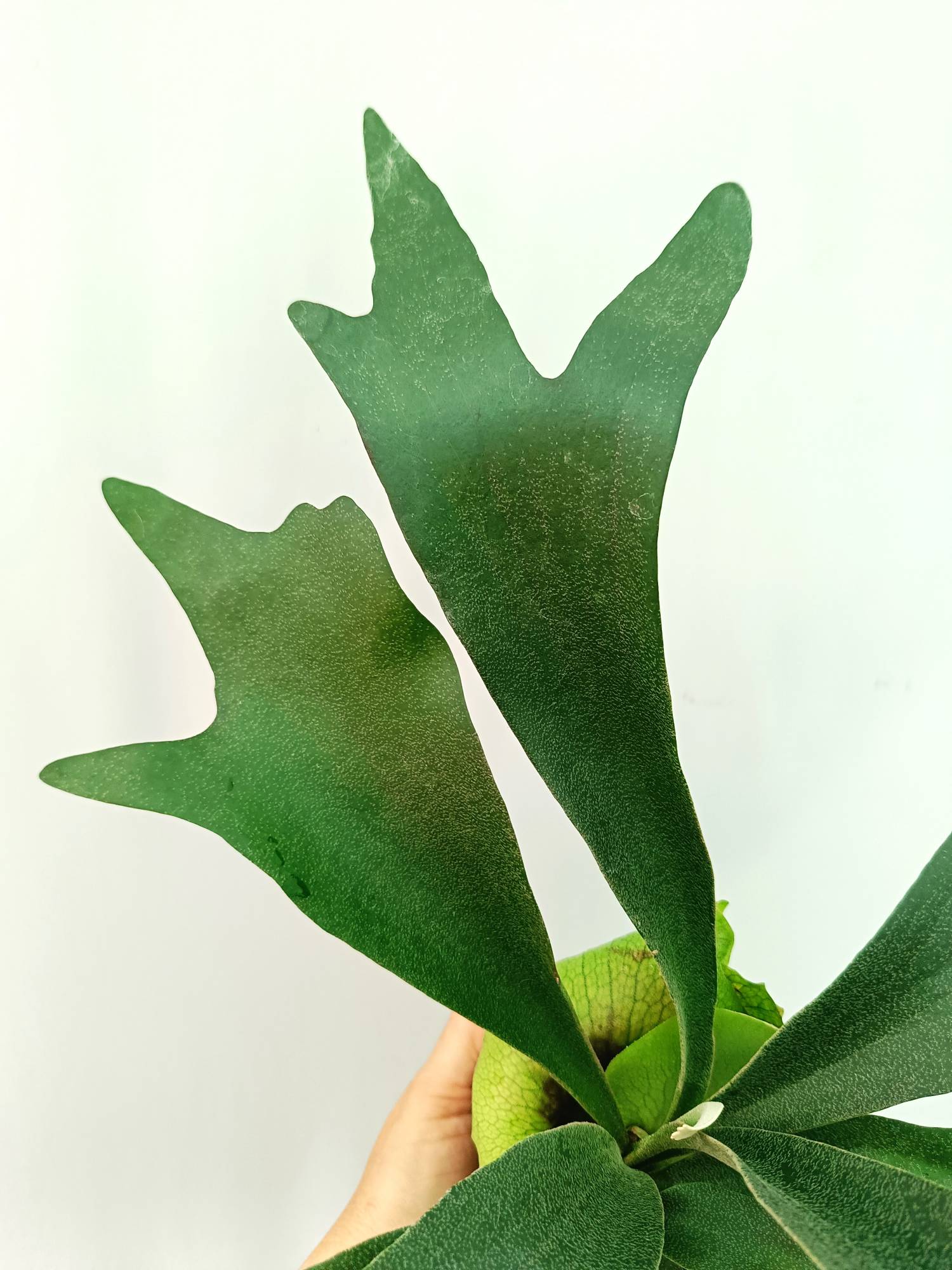 Platycerium SS Foong