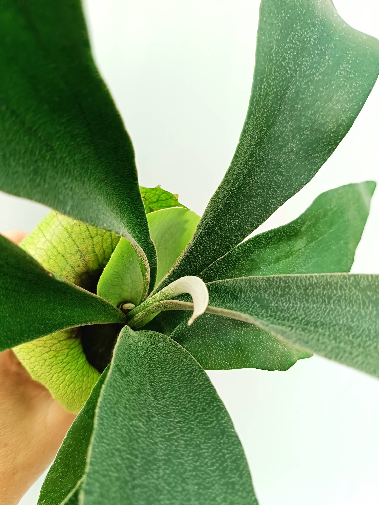 Platycerium SS Foong