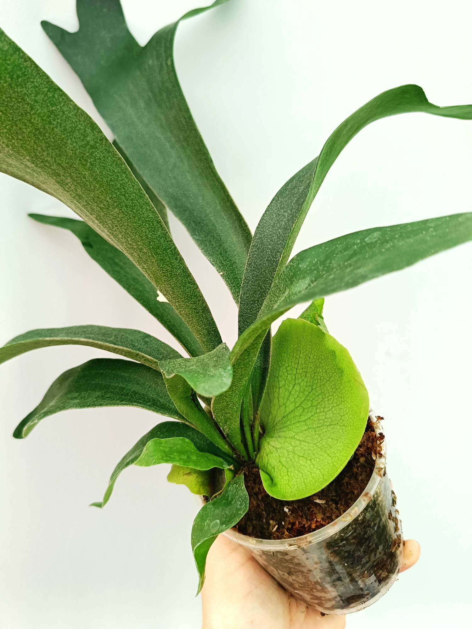 Platycerium SS Foong