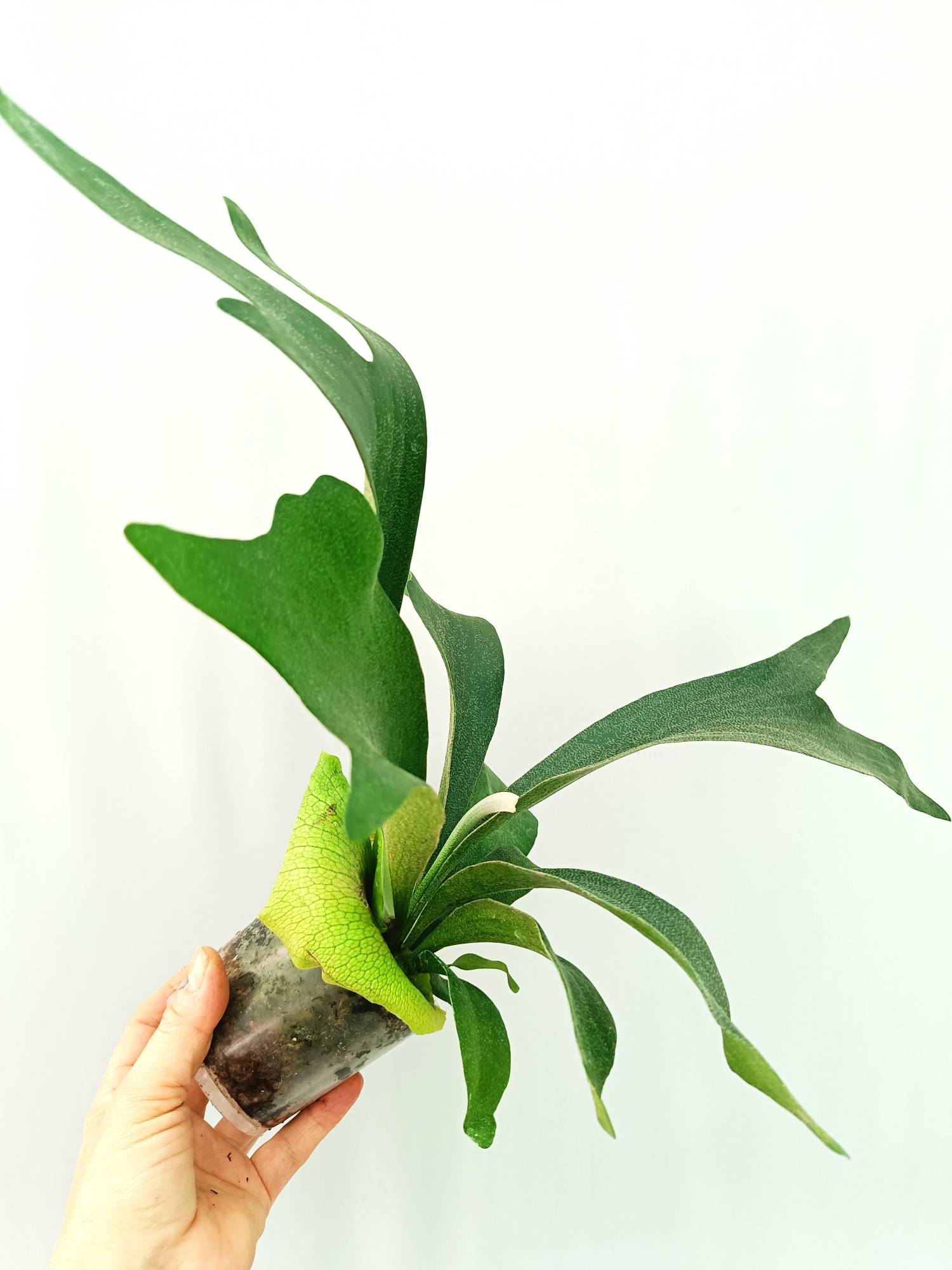 Platycerium SS Foong