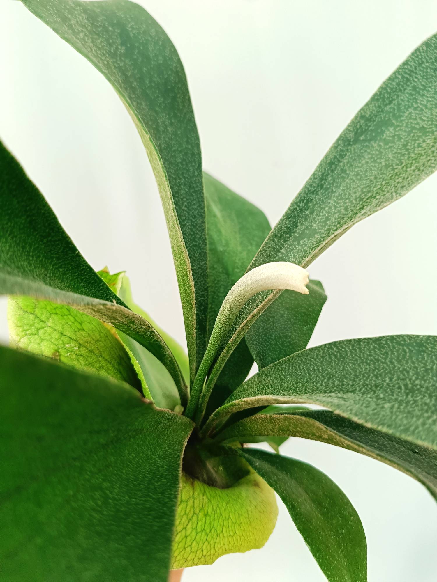 Platycerium SS Foong