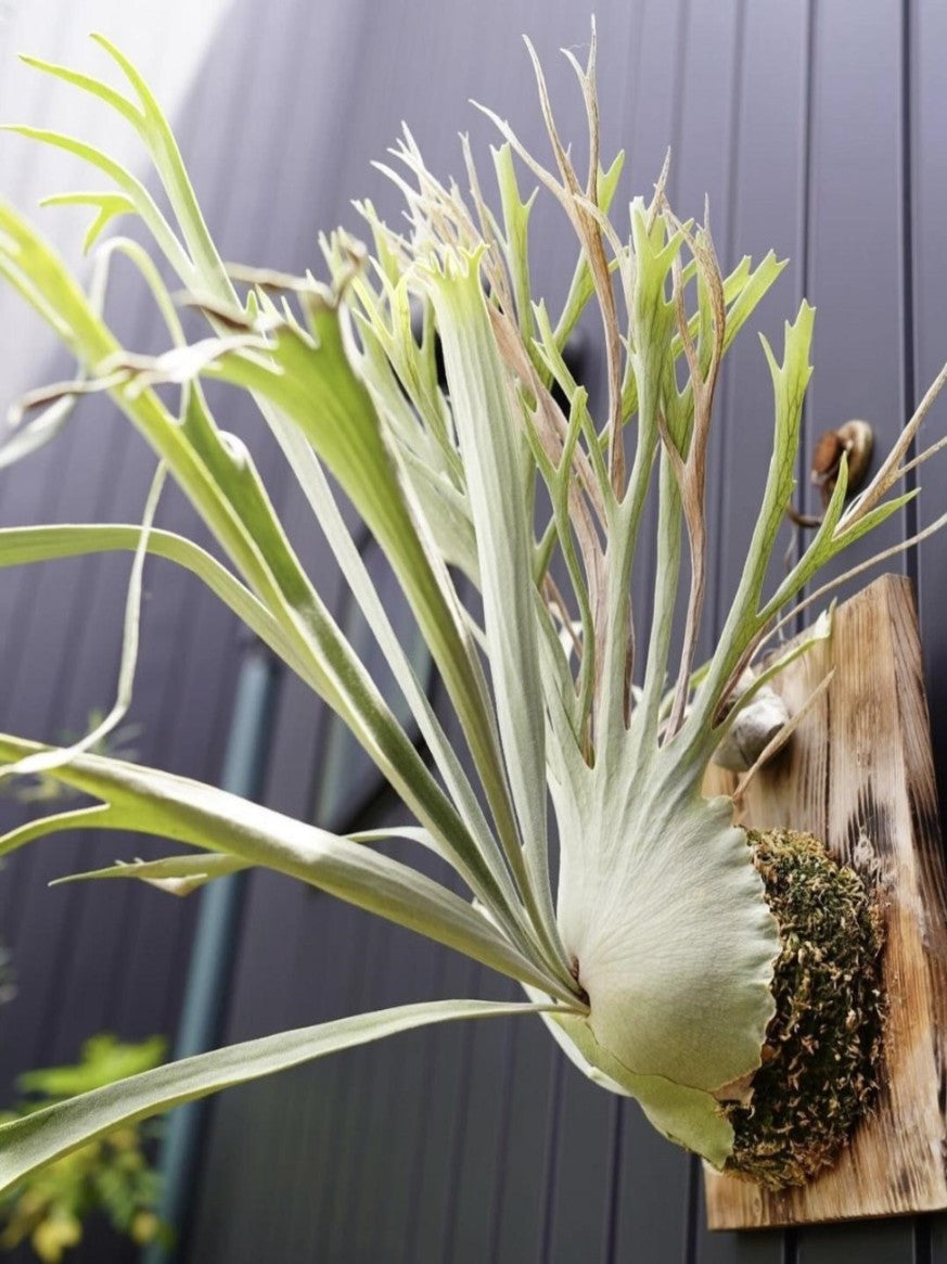 Platycerium Veitchii