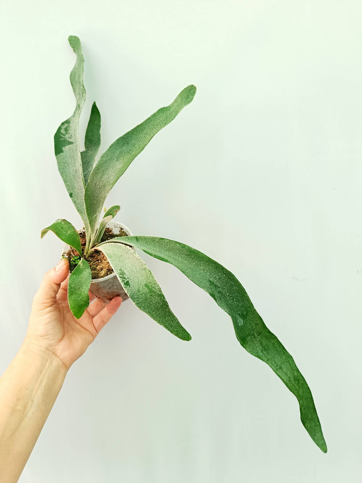 Platycerium Veitchii