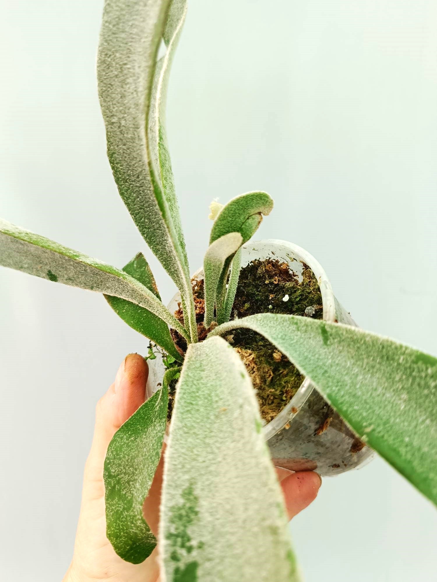 Platycerium Veitchii