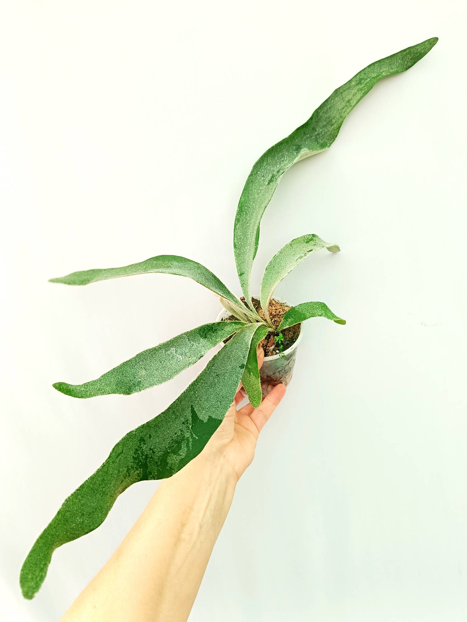 Platycerium Veitchii