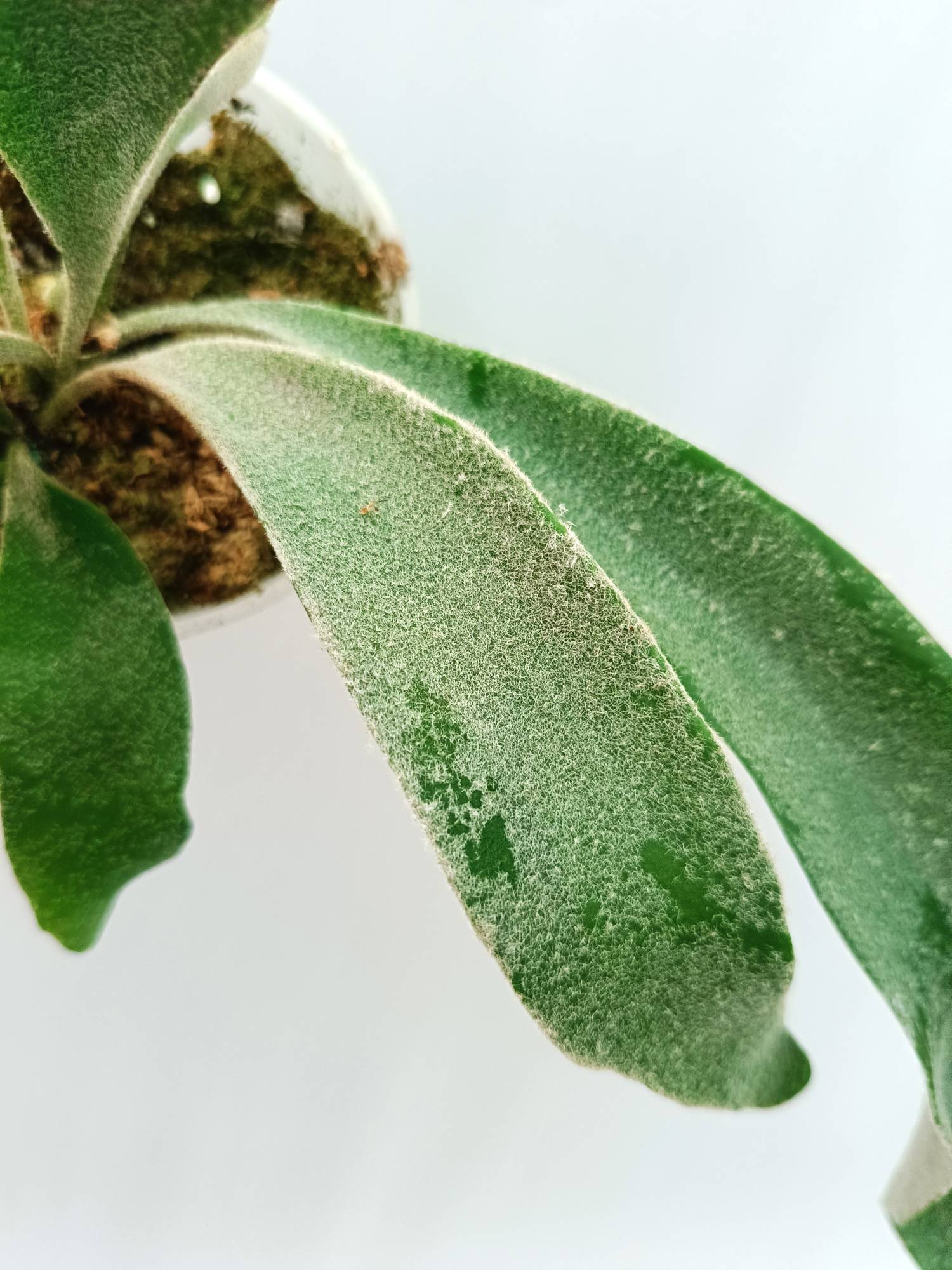 Platycerium Veitchii