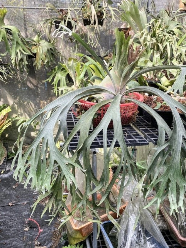 Platycerium Veitchii x Willinckii