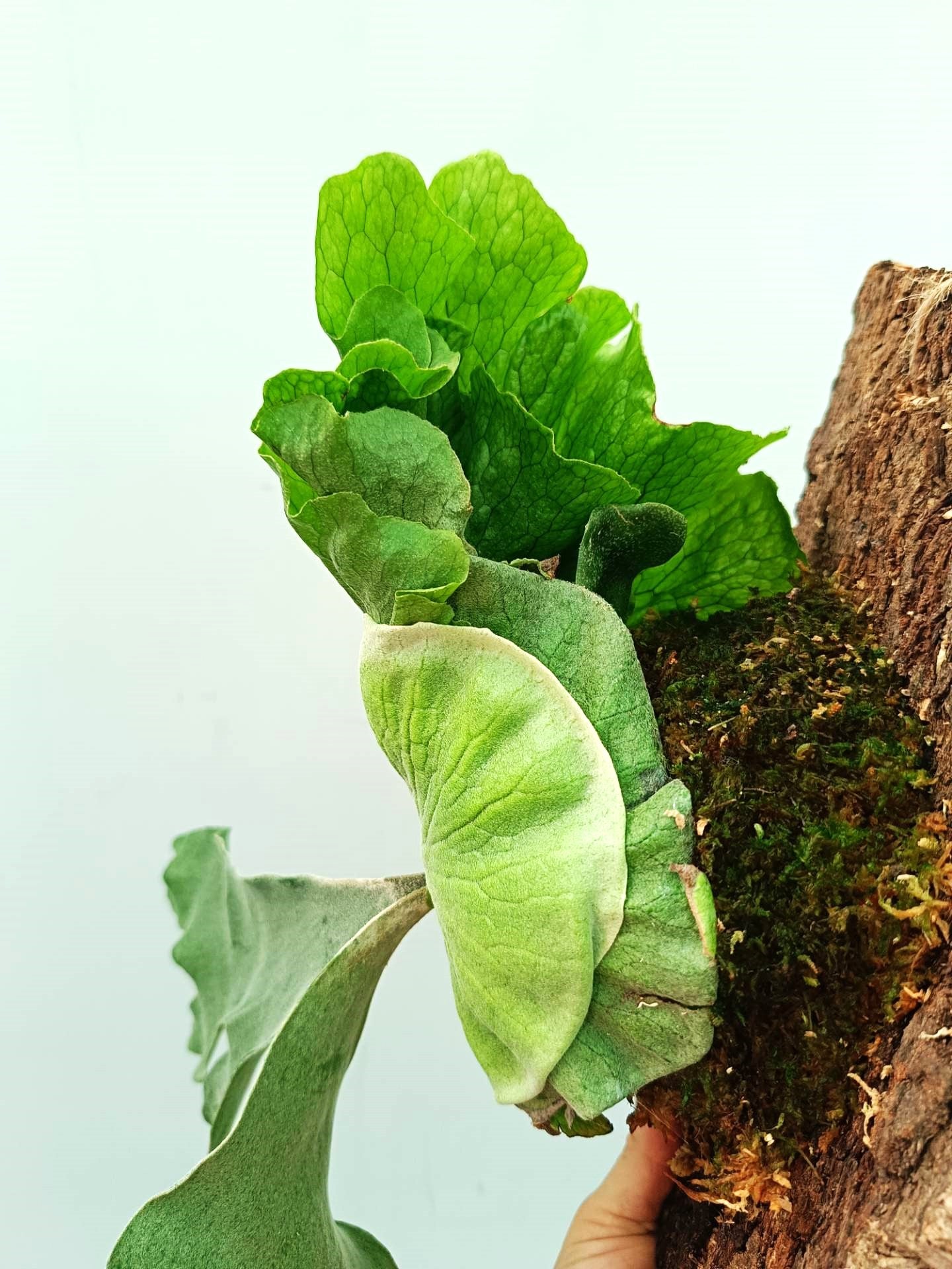 Platycerium Wandae x Veitchii