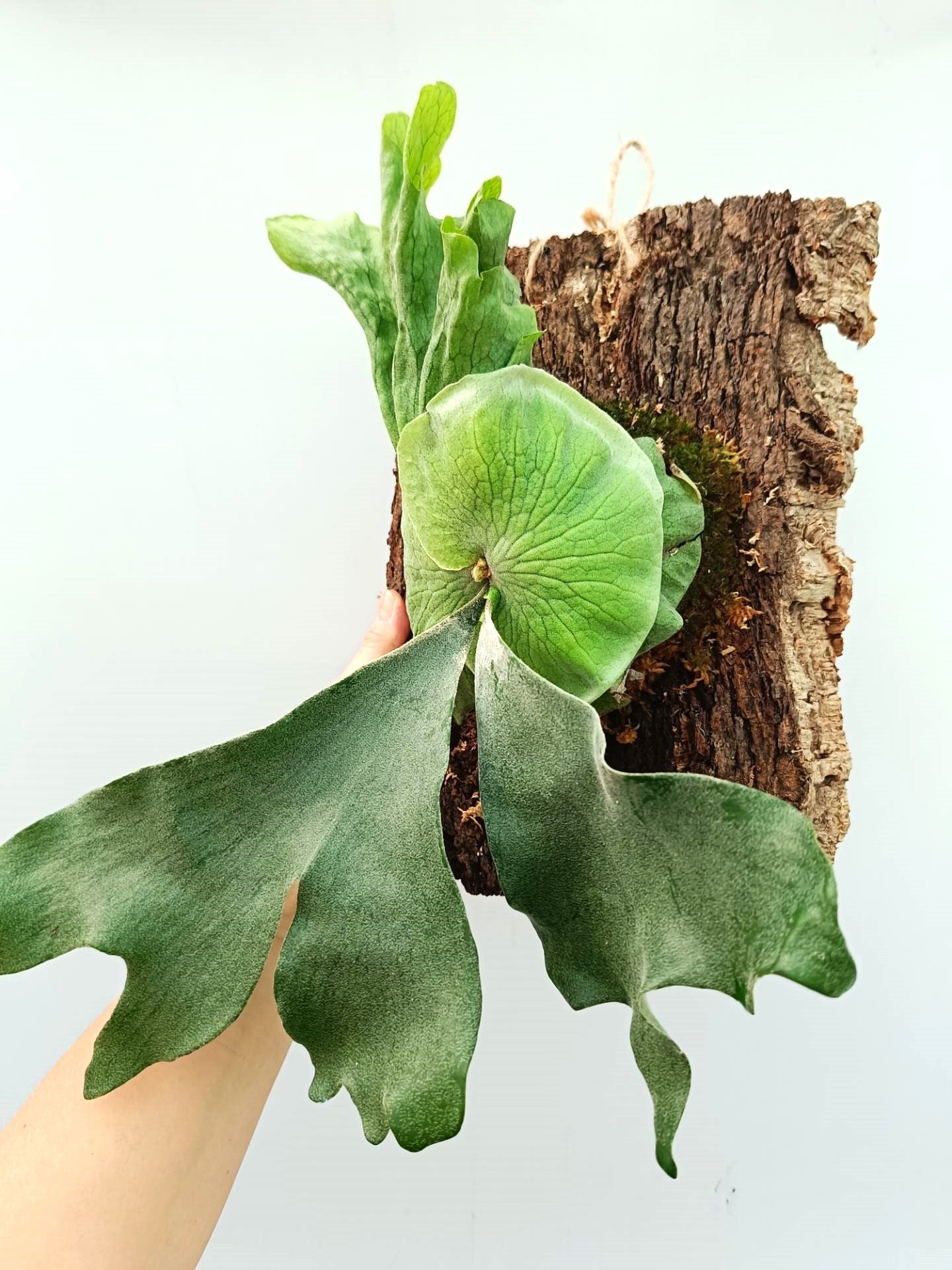 Platycerium Wandae x Veitchii