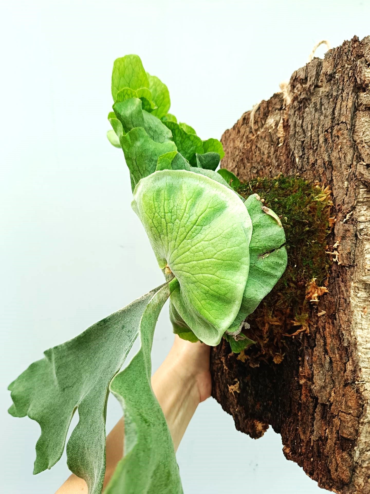 Platycerium Wandae x Veitchii