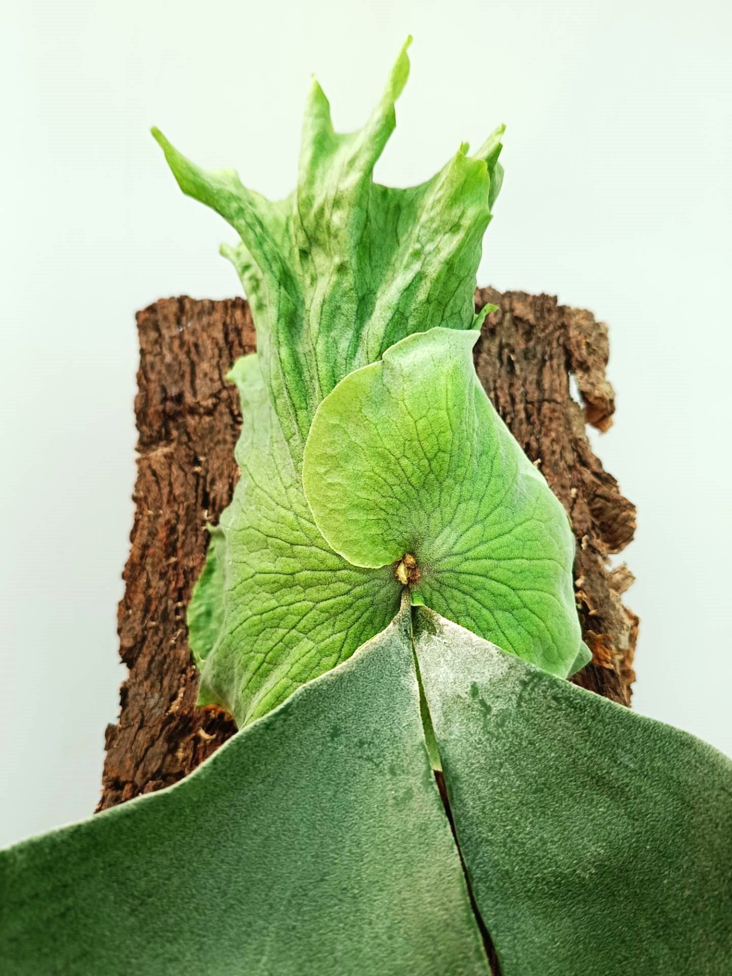 Platycerium Wandae x Veitchii