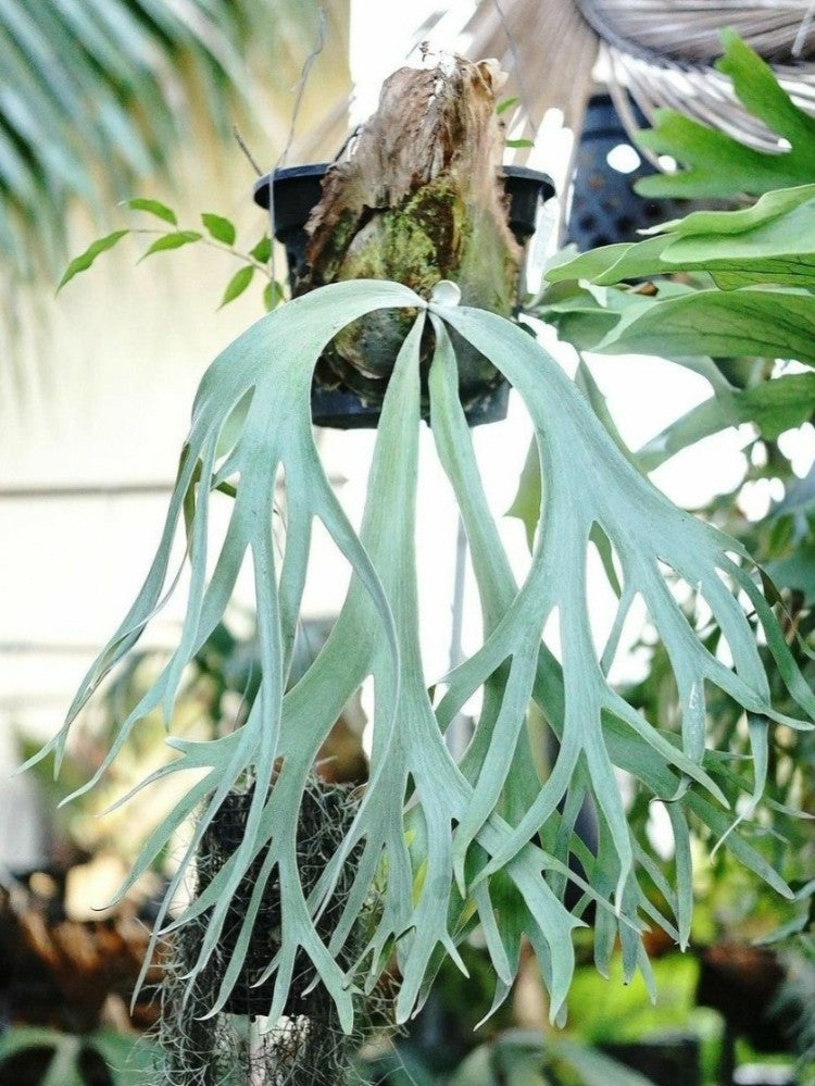 Platycerium Willinckii