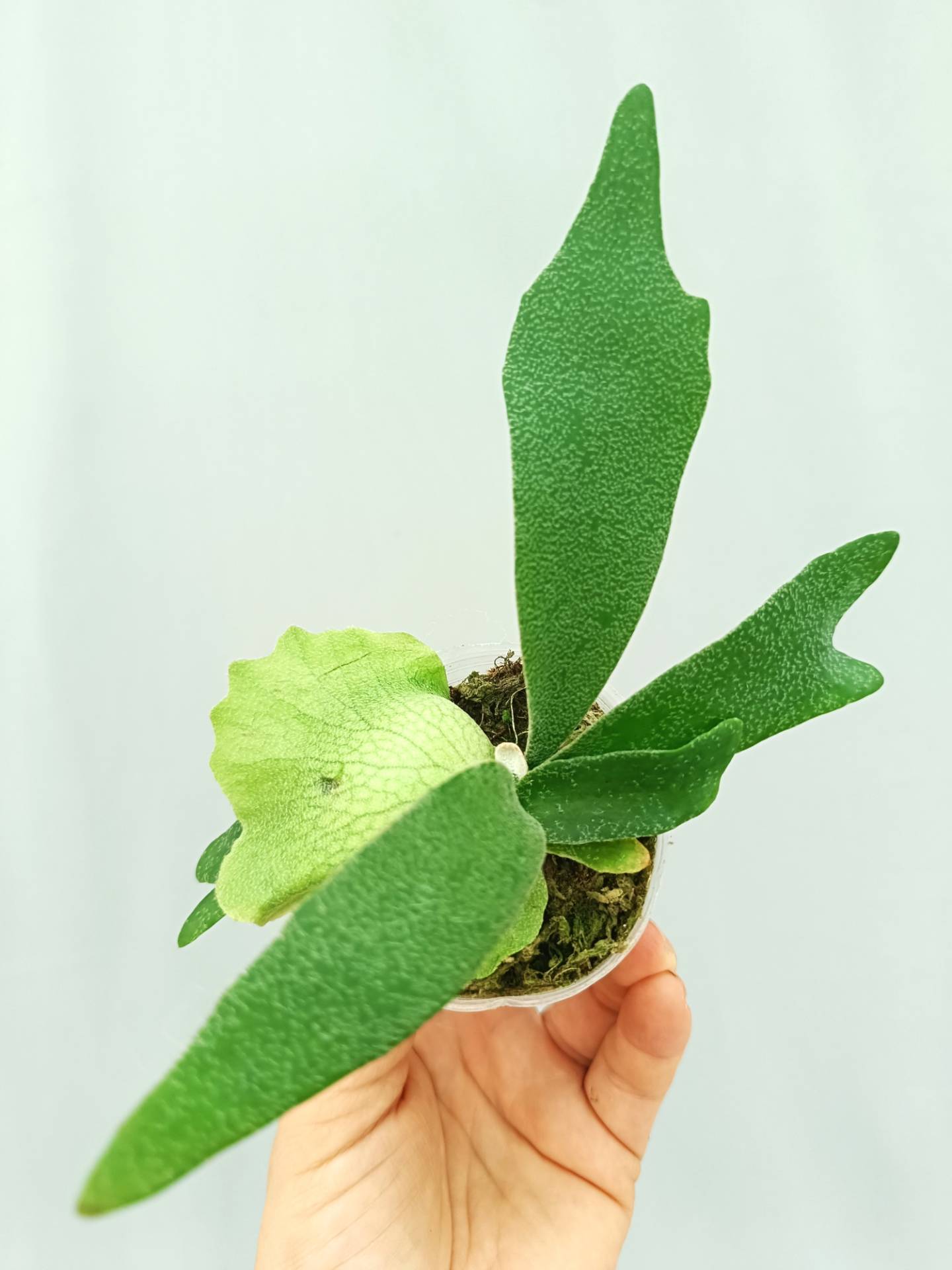 Platycerium Willinckii 'Little Lanna'